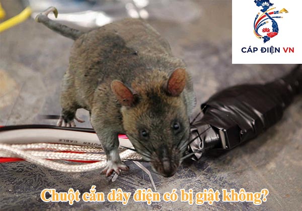 Chuột cắn dây điện có bị giật không