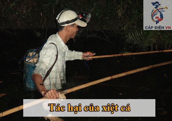 Tác hại của xiệt cá chích cá